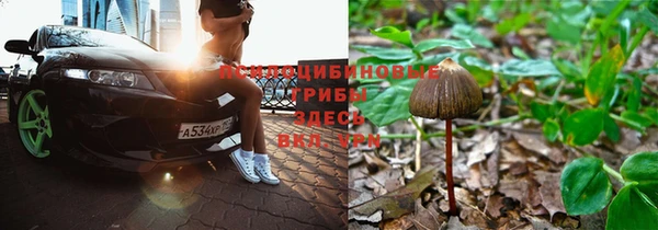 спайс Богданович